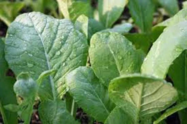 Mustard Greens Seeds, Tendergreen, Heirloom, Non-GMO, 100 Seeds, Green, Brassica juncea