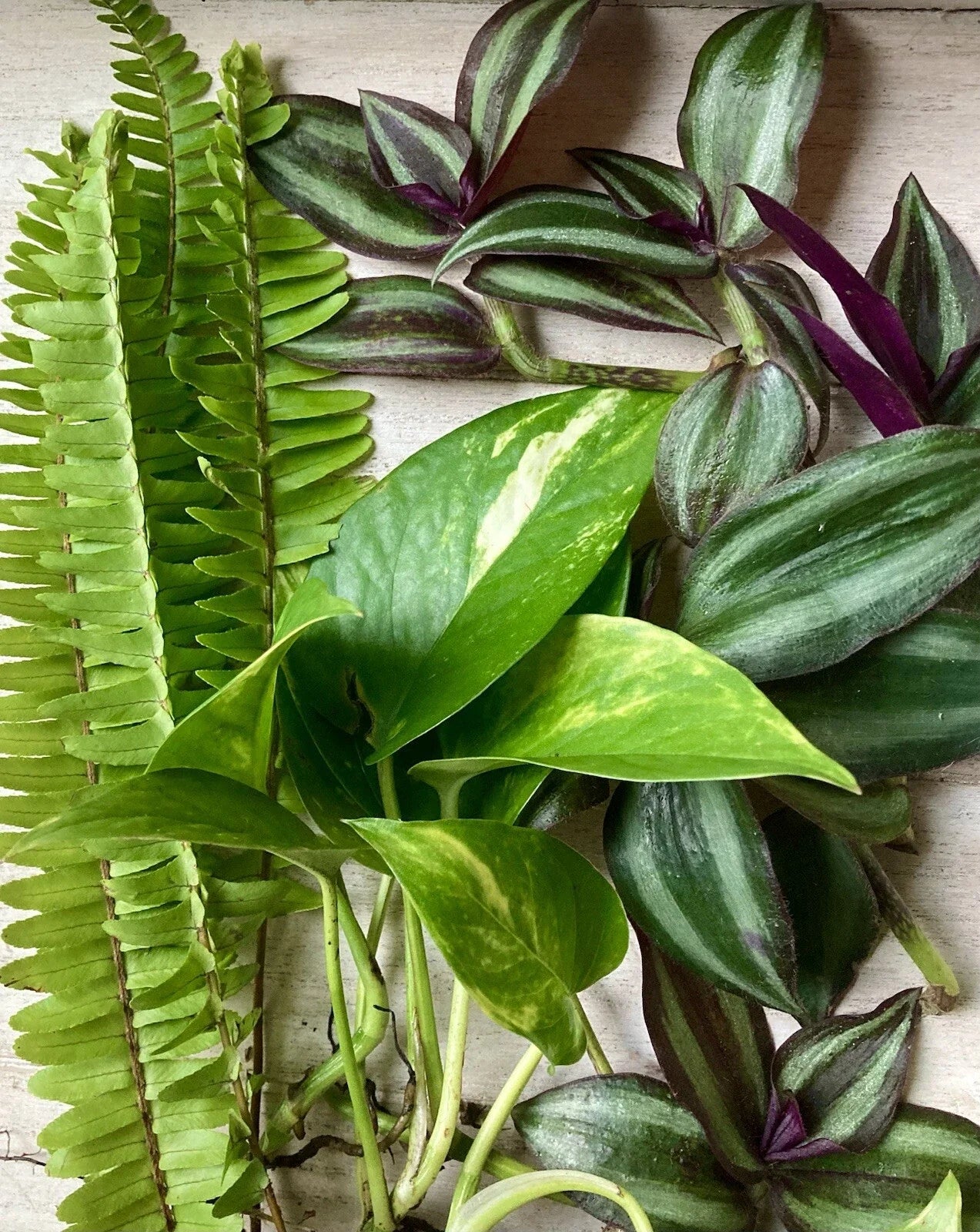 Rooted Plant Cuttings - 15 Assorted Varieties for Propagation - Ideal for Home Gardening - Easy to Grow