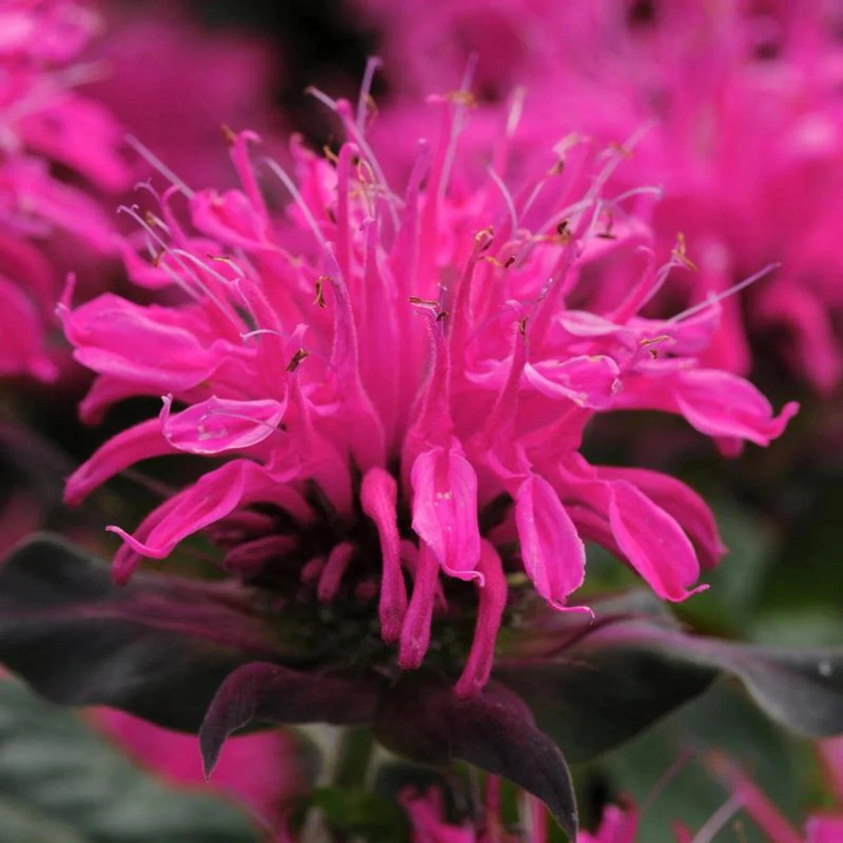 Rose Bee Balm Seeds - 100 Pack, Hummingbird Attracting Flowers, Monarda didyma