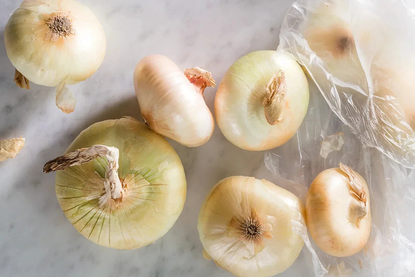 Cipollini Onion Seeds - 500+ Count - Italian Pearl - Allium cepa - USA - Free Shipping