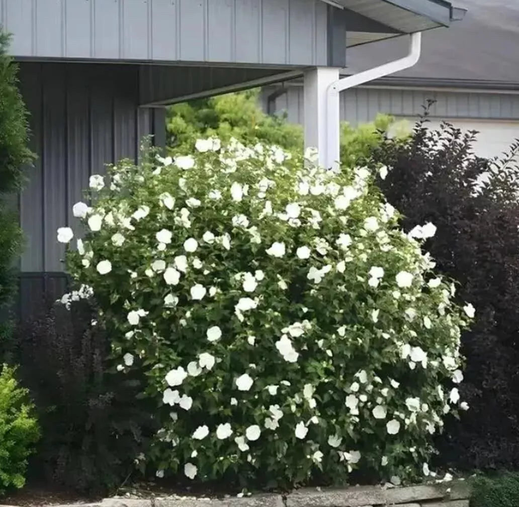 White Rose Mallow Bush Seedling - Hibiscus Moscheutos - Perennial Flowering Plant for Garden and Landscaping