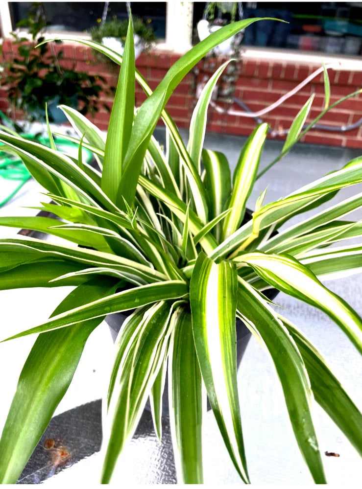 Well-Rooted Spider Plant Trio Set - Variegated Green, Gold & White - Chlorophytum comosum