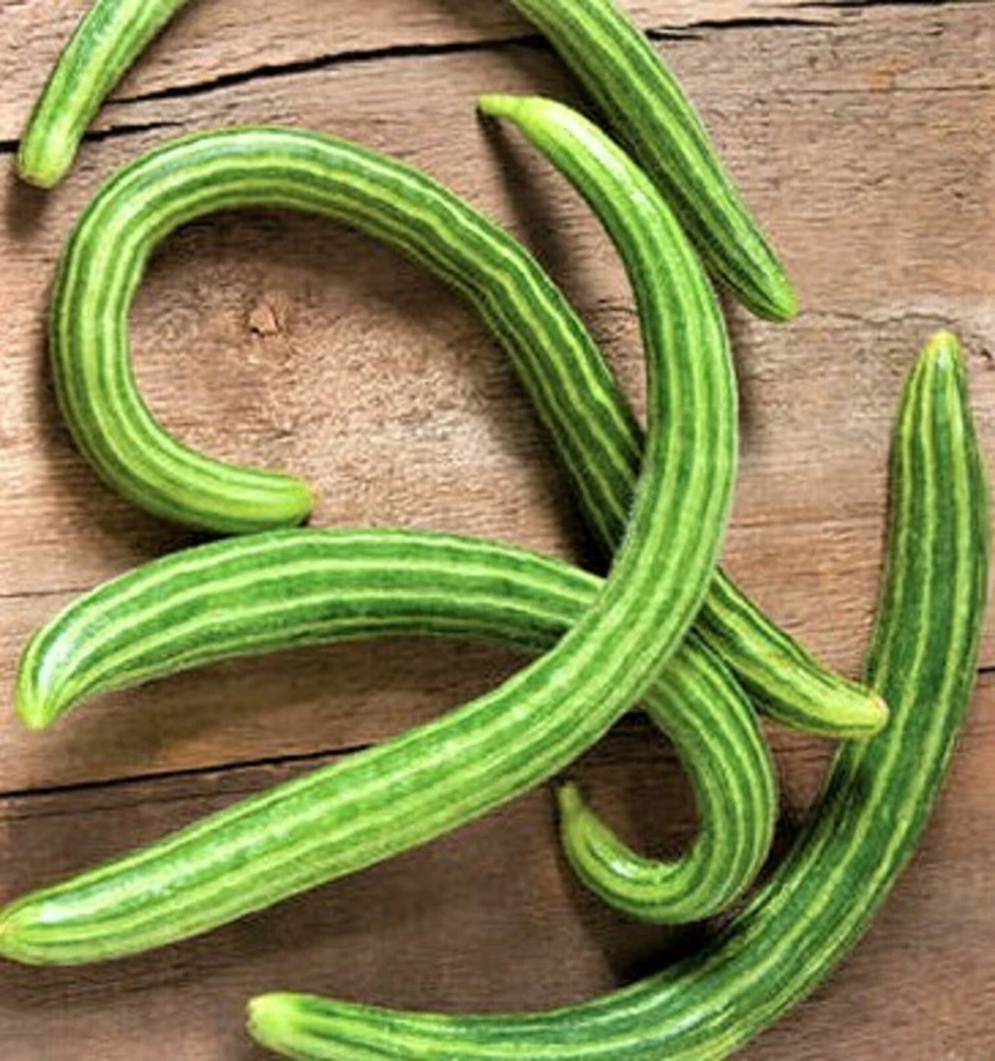Dark Armenian Cucumber Seeds 50 Seeds Non-GMO Organic Cucumis melo