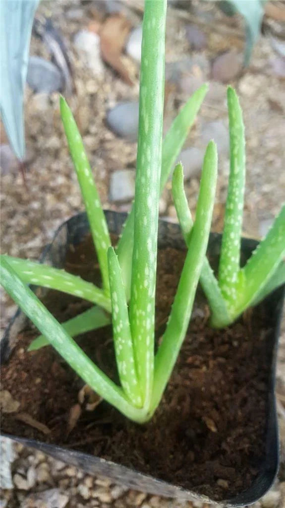 LOT of 12 Young Rooted Aloe Vera Plants, Medicinal Barbadensis, Ships Free - Fast AZsierra