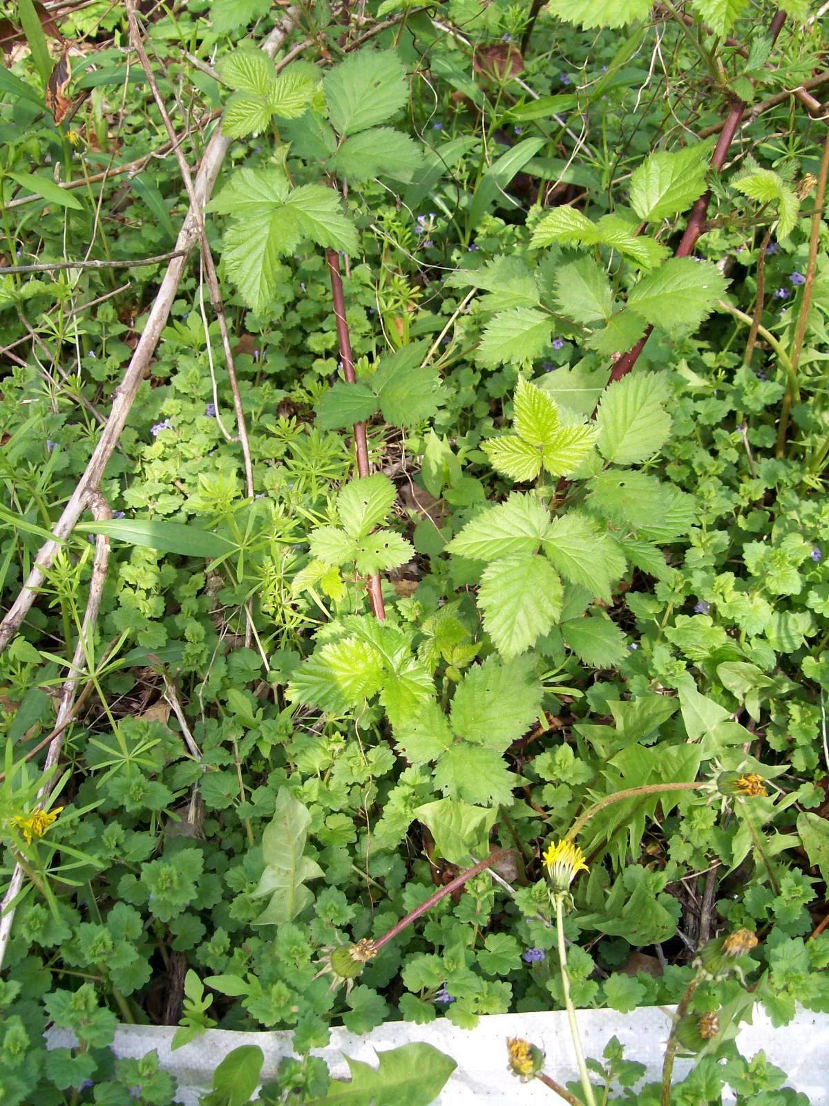 Thornless Blackberry Bush Rooted Cutting Set of 2, Approx. 4 Inches, Rubus fruticosus