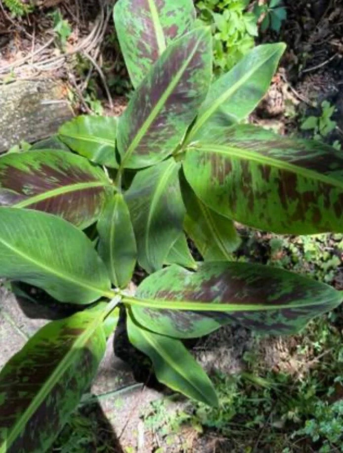 Variegated Banana Live Plant Root - Ready to Plant - Musa acuminata Variegata