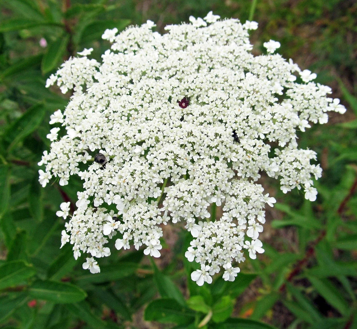Bishops Flower Seeds | 500+ Non-GMO False Queen Anne's Lace Seeds | Delicate White Flowers | Daucus carota