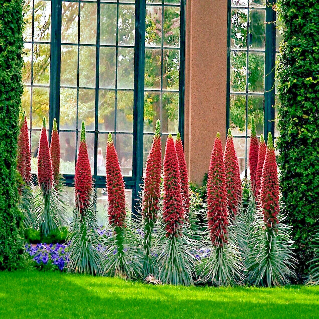 Tower of Jewels Seeds - 20 Pack - Hummingbird Garden Flower - Echium Wildpretii