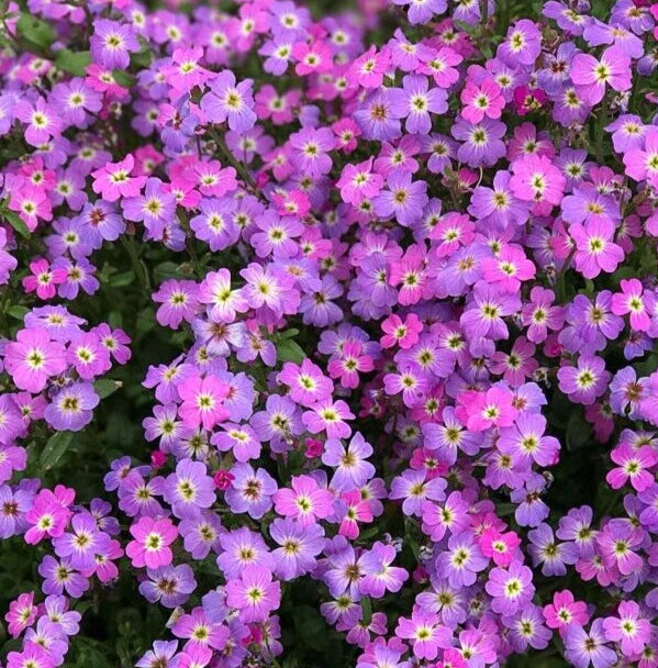 Virginia Stock Seeds - 2000+ Purple Malcolmia maritima Annual Flower Garden Seeds