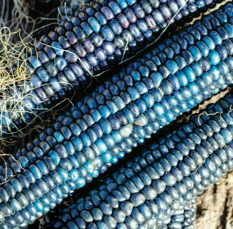 Ornamental Corn Seeds - Blue Glass Gem Indian Popcorn, Shades of Blue, Zea mays 'Glass Gem' - 2025 Collection