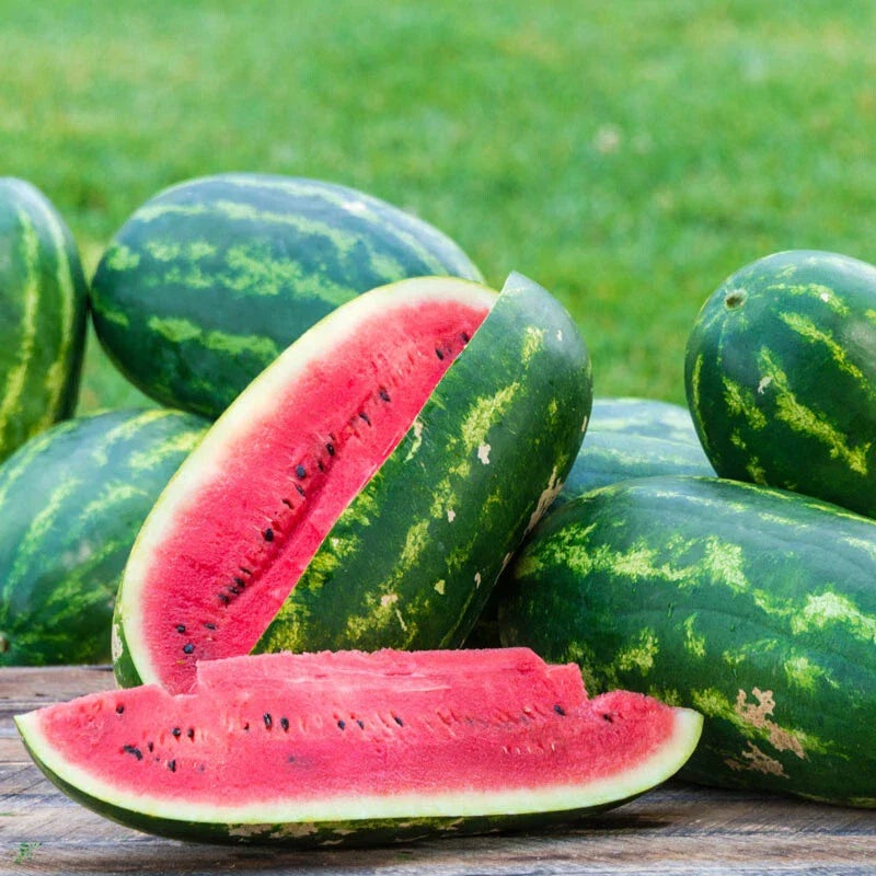 Sangria Watermelon Seeds - 50+ Pack for Garden Planting - Citrullus lanatus - USA Grown, Non-GMO