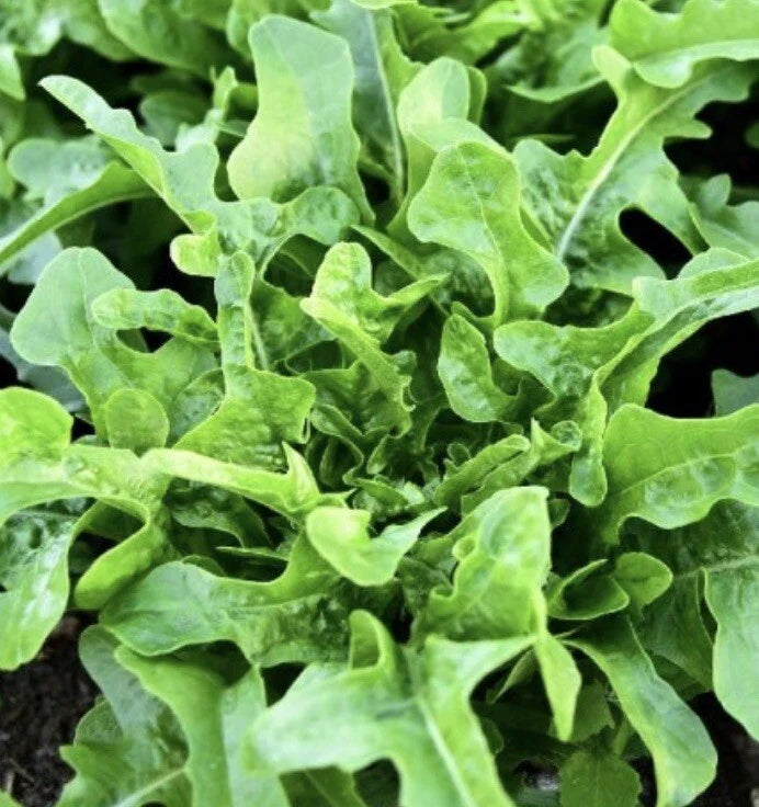 Oakleaf Lettuce Seeds - 2,000 Count, Green, NON-GMO Heirloom, Free Shipping, Salad Garden Seeds, Lactuca sativa