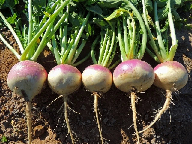 Turnip Seeds - Purple Top White Globe - Fresh Turnip Seed for Planting - Brassica rapa