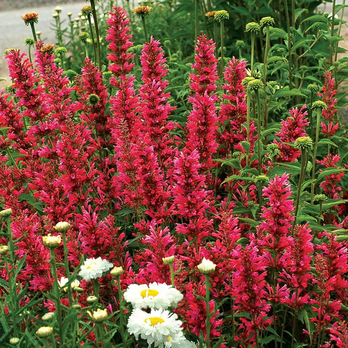 Raspberry Hyssop Seeds - 100 Perennial Flower Seeds - Agastache - Aromatic Herb - USA Seller