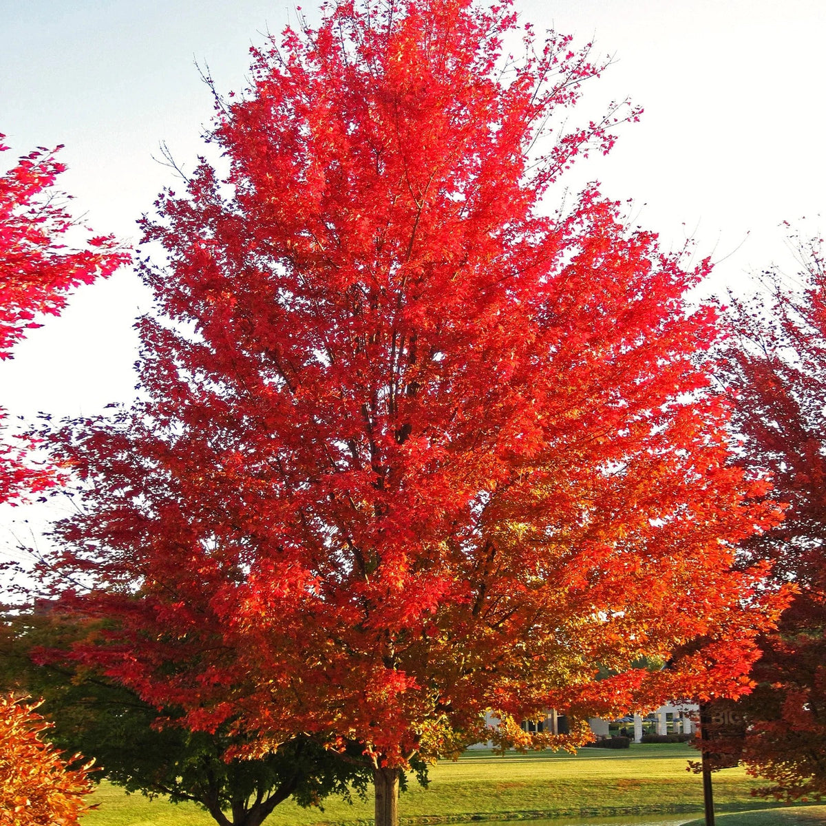 Red Maple Tree Seeds - Acer Rubrum Illinois Scarlet - Perfect for 2025 Planting - Canadian Variety