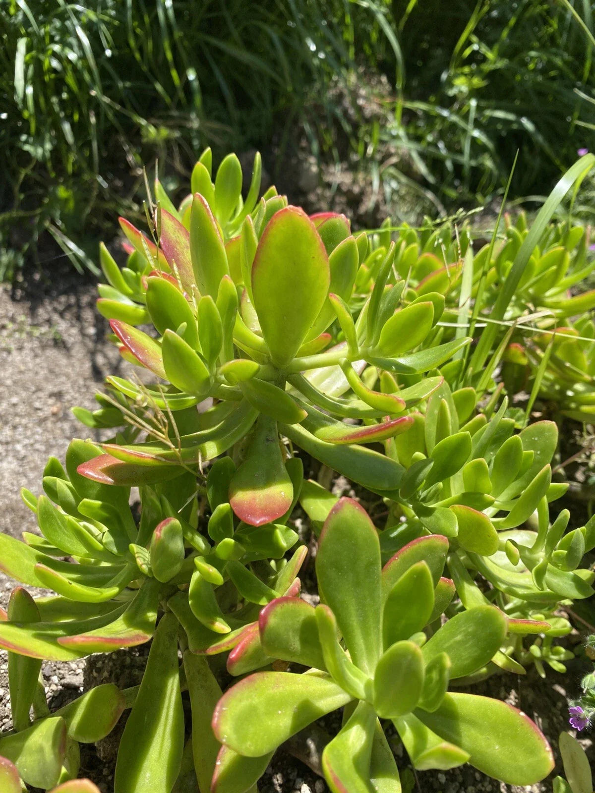 Lot of 3 Fresh Cuttings Succulent Plant Sedum Dendroideum 5”+ Green