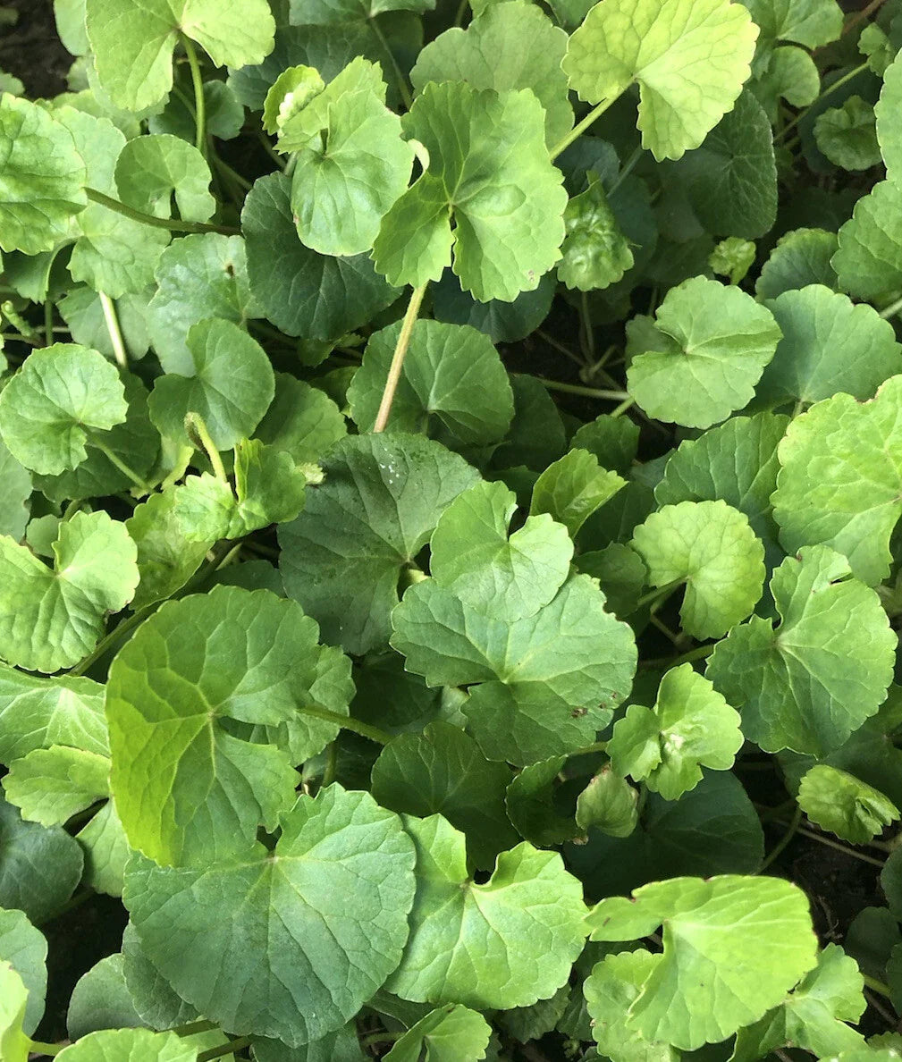 Gotu Kola Pennywort Plant - 20 Bare Root Live Plants (Centella Asiatica) Ready to Plant