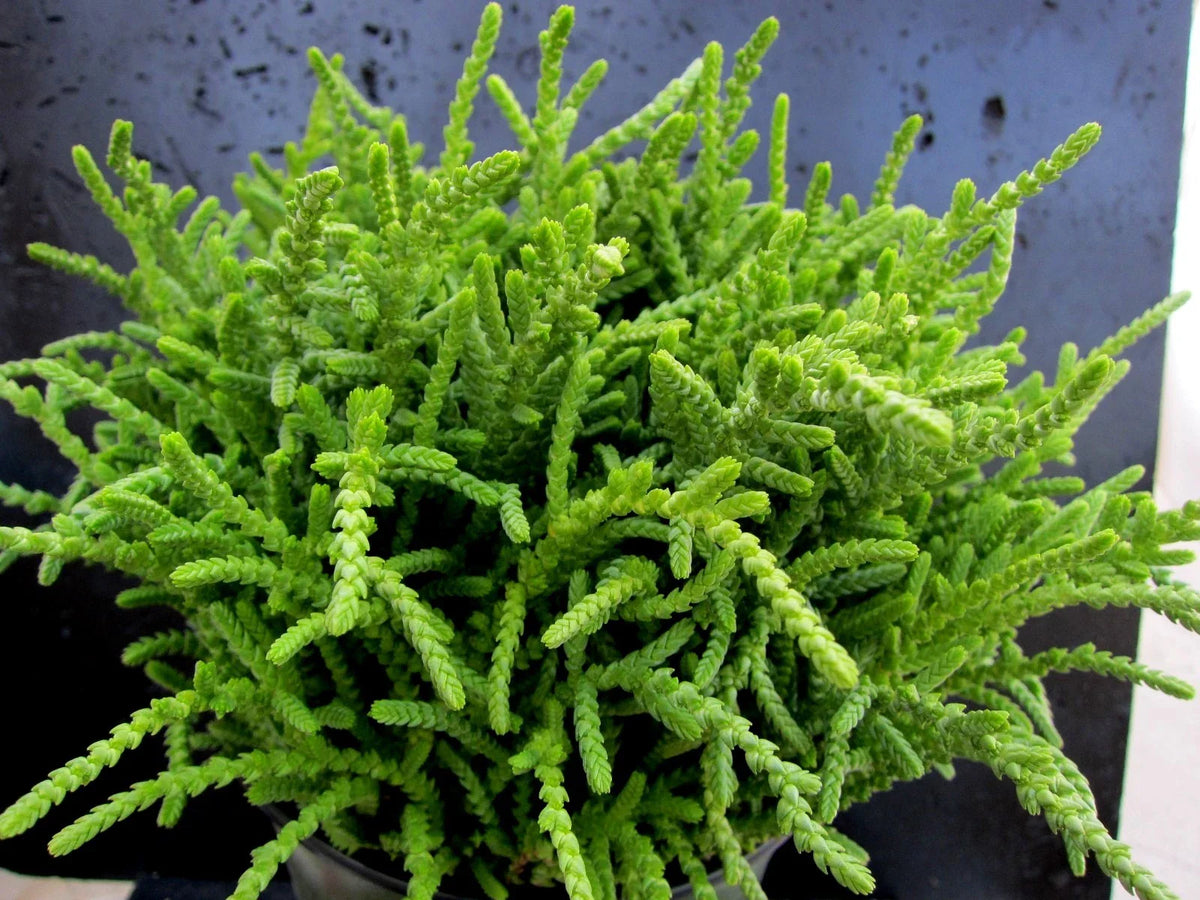 Opuntia Grafting Stock Cactus Cuttings - Pereskiopsis Tuna Nopal - 20 Cuttings for Propagation and Grafting