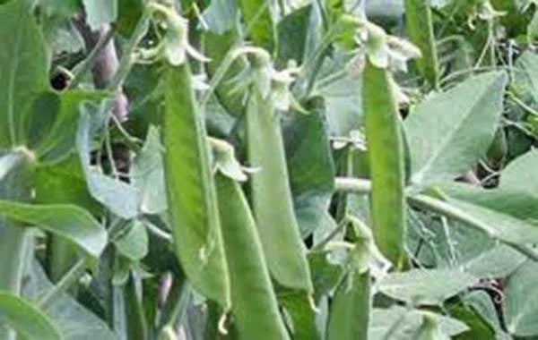Lincoln Pea Seeds - Heirloom, Non-GMO, 20+ Seeds - Perfect Peas (Pisum sativum)