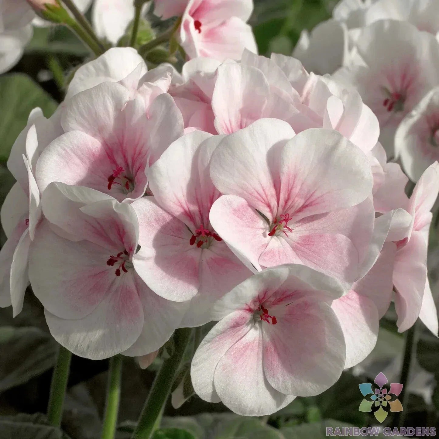Maverick Appleblossom Geranium Seeds - 25+ Pack - Pelargonium x hortorum - Perfect for Garden - USA Shipping Available