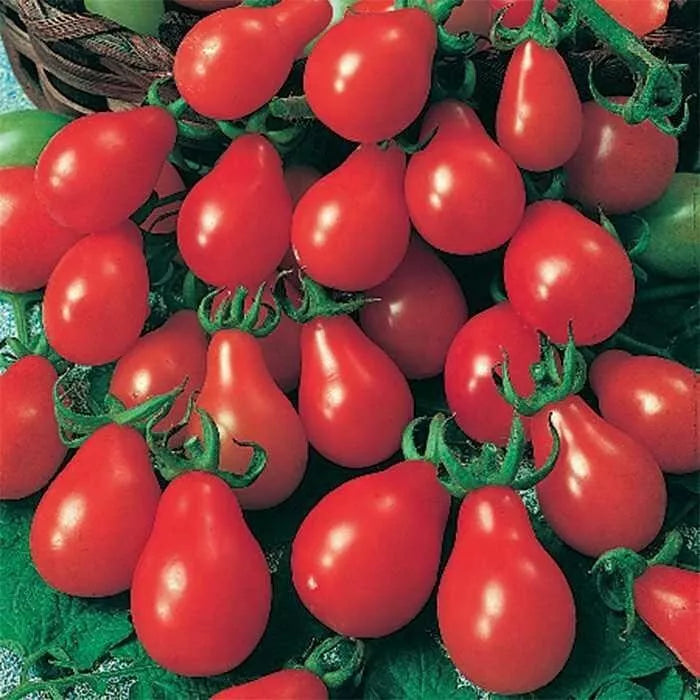 Red Pear Tomato Seeds - 60+ Heirloom Non-GMO Seeds - Fresh & Organic - Solanum lycopersicum
