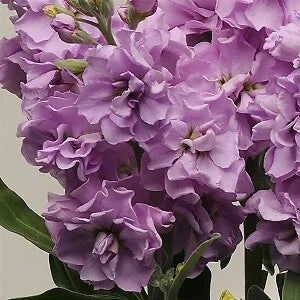 Light Lavender Stock Seeds - 500 Count - Matthiola incana - Fragrant Annual Flower Seeds for Garden and Cutting