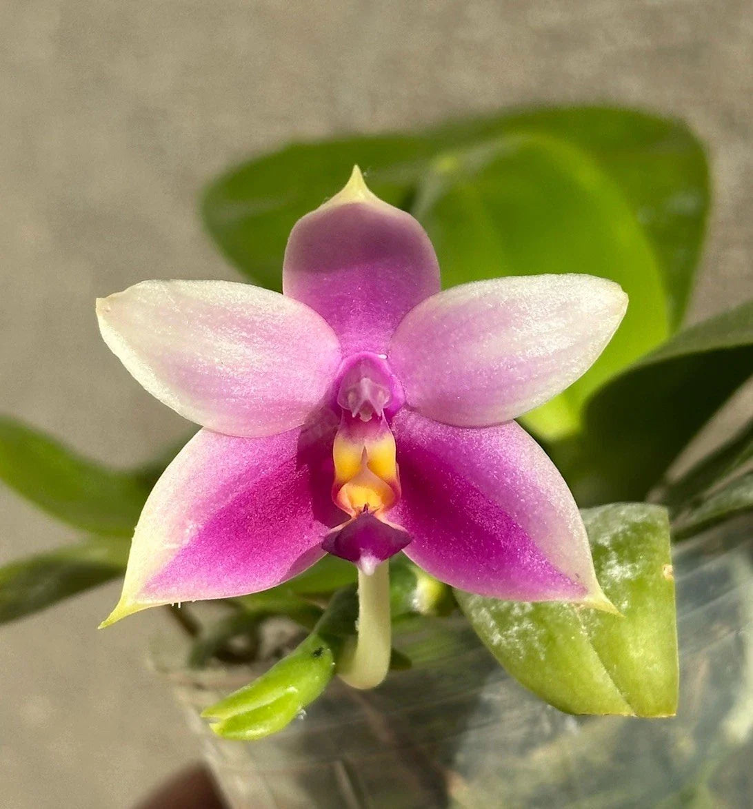 Phalaenopsis Orchid Plant - Fragrant Blooming Variety - Phalaenopsis violacea - Good Roots, Indoor Houseplant