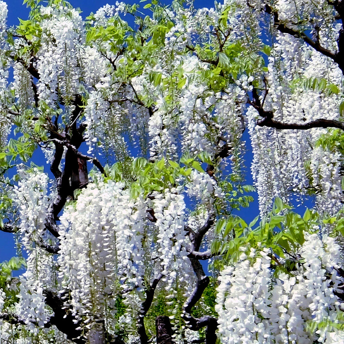 White Wisteria Seeds - Rare Climbing Flower Vine Plant - Wisteria floribunda Alba - Hardy Garden Seeds