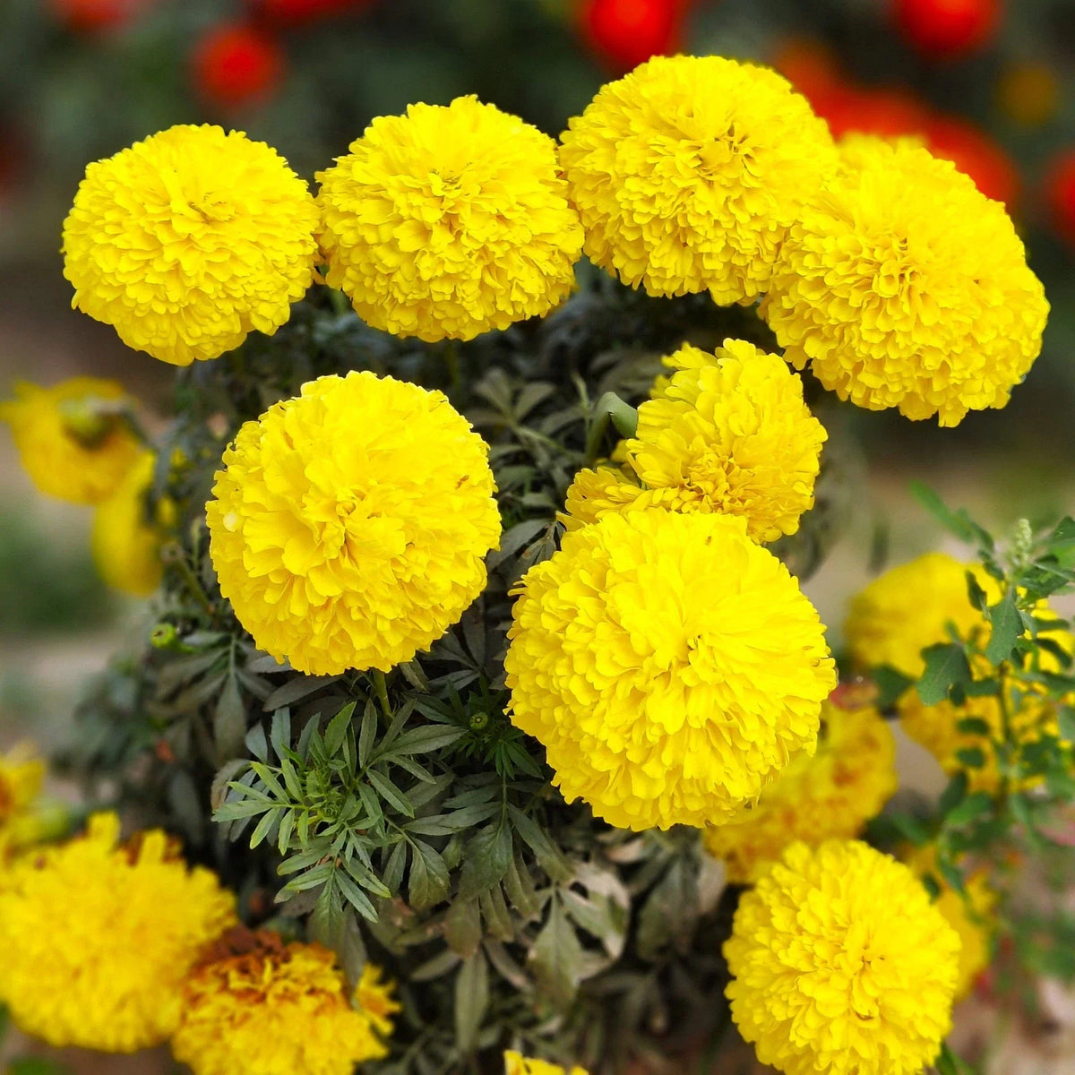 Yellow Brocade French Marigold Seeds - Dwarf Tagetes Patula for 2025 Planting