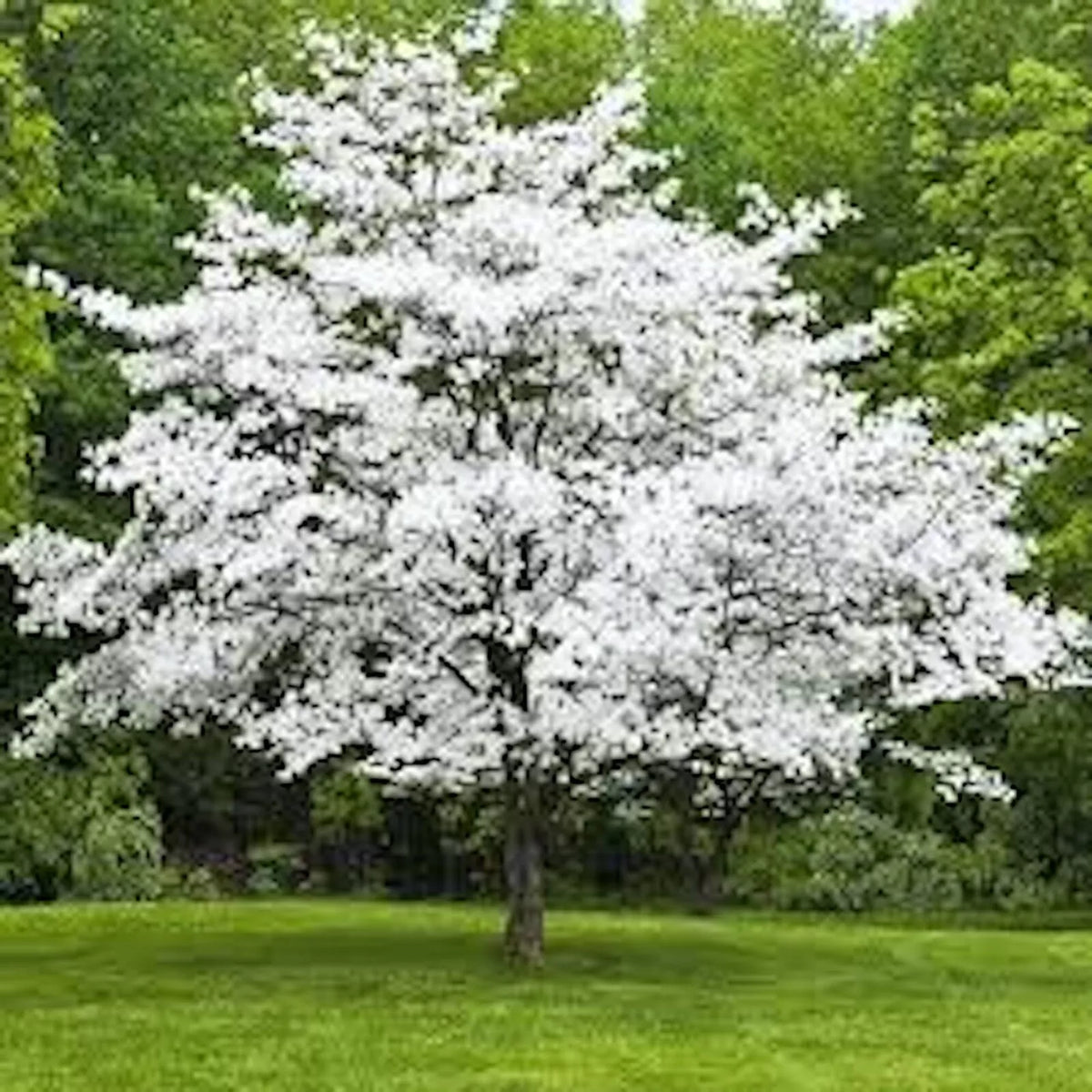 White Dogwood Trees 12-24in Bare Root Cornus florida - 3 Live Plants, Spring Bloom, Attracts Birds & Butterflies