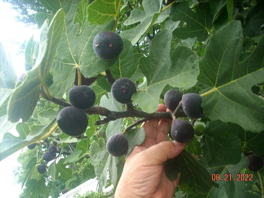 Fig Tree Cuttings Set of 6, Takoma Violet Variety, Delicious Tasting Ficus carica