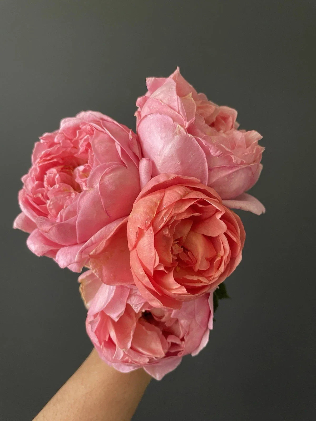 Sweet Mademoiselle Rose Plant Cuttings 6” Long - 3 Fresh Unrooted Cuttings (Rosa 'Sweet Mademoiselle')
