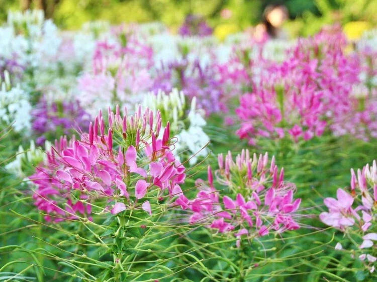 Spider Flower Seeds 300+ Cleome Spinosa Annual Pink White Blooms - Non-GMO, Ships From NY