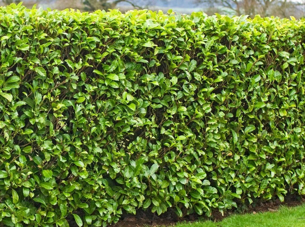 20 Fresh Cut Cherry Laurel Cuttings 6-8" for Rooting Shrubs Hedges Trees Privacy (Prunus laurocerasus)