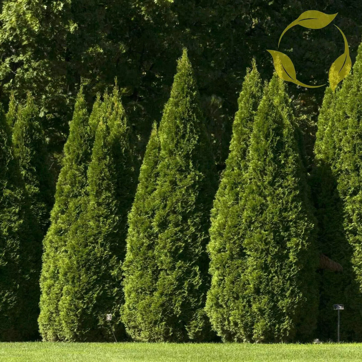Oriental Arborvitae Seeds - 10 Pack - Thuja Orientalis - Garden Decoration, Landscaping, Evergreen Plants