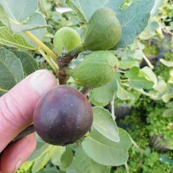 LSU Purple Fig Plant - Live Rooted Cutting, Self-Pollinating, Potted Plant for Zones 7-10, Ficus carica 'LSU Purple'