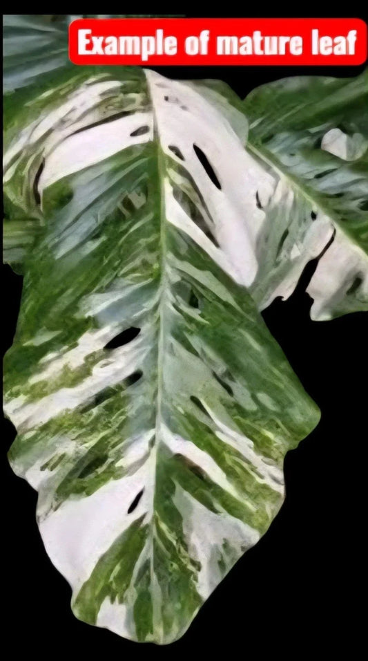 Monstera Lechleriana Albo Rooted Plant in 4" Pot - Rare Variegated Houseplant (Monstera lechleriana)