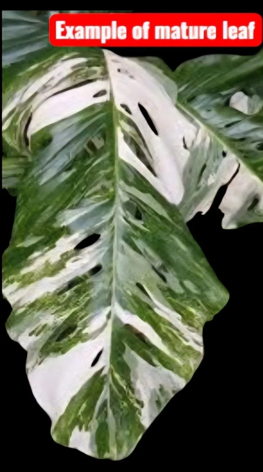 Monstera Lechleriana Albo Rooted Plant in 4" Pot - Rare Variegated Houseplant (Monstera lechleriana)