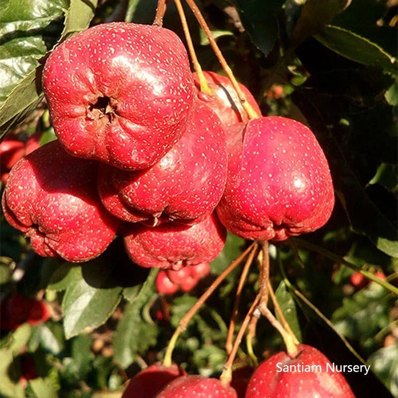 Giant Star Chinese Hawthorn Tree - Bare Root - 大五棱山楂 - Crataegus pinnatifida