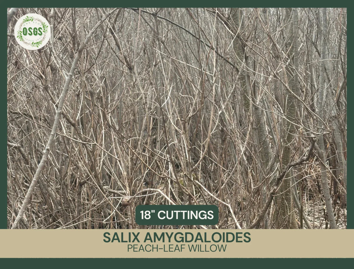 Fresh Unrooted Cuttings | Peach-Leaf Willow | Salix amygdaloides | 18" Fast-Growing Plant Cuttings