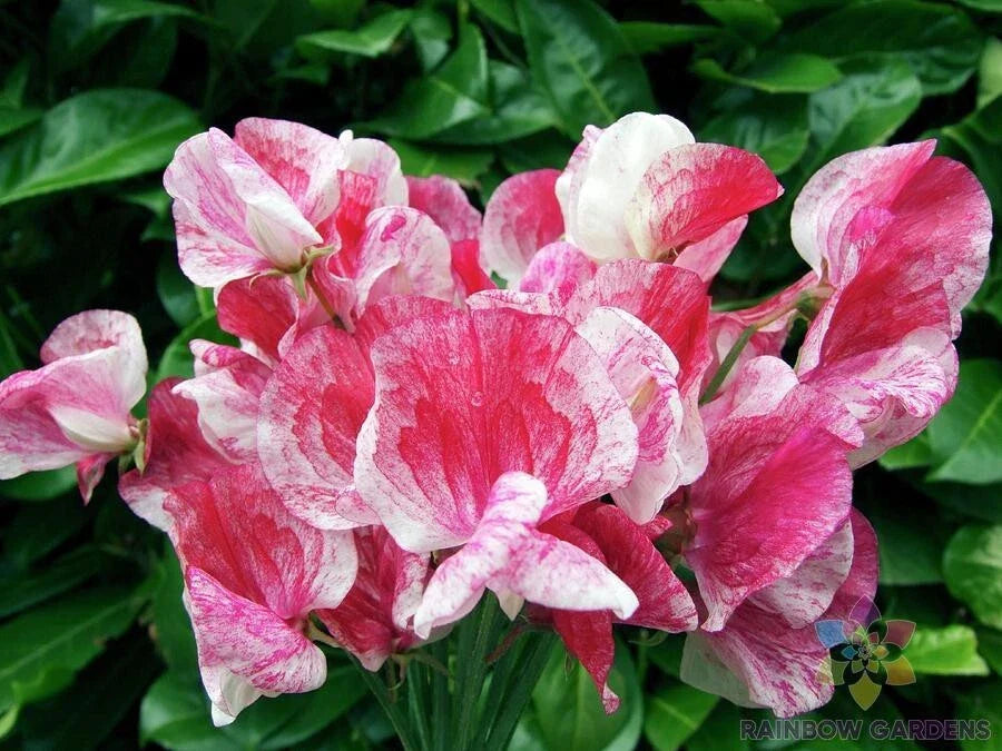 Sweet Pea Seeds - 50+ Pack - America Variety - Lathyrus odoratus - Perfect for Garden Planting, USA Grown, Free Shipping