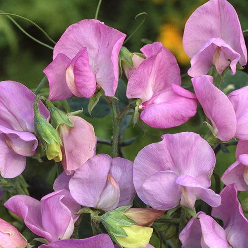 Royal Lavender Sweet Pea Seeds | Pink/Purple Flowers | Lathyrus odoratus | Non-GMO, Garden Seeds