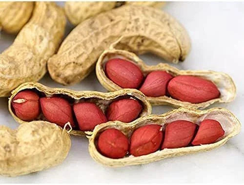 Tennessee Red Peanut Seeds - 20 Count - Arachis hypogaea - Heirloom Variety for Home Gardening