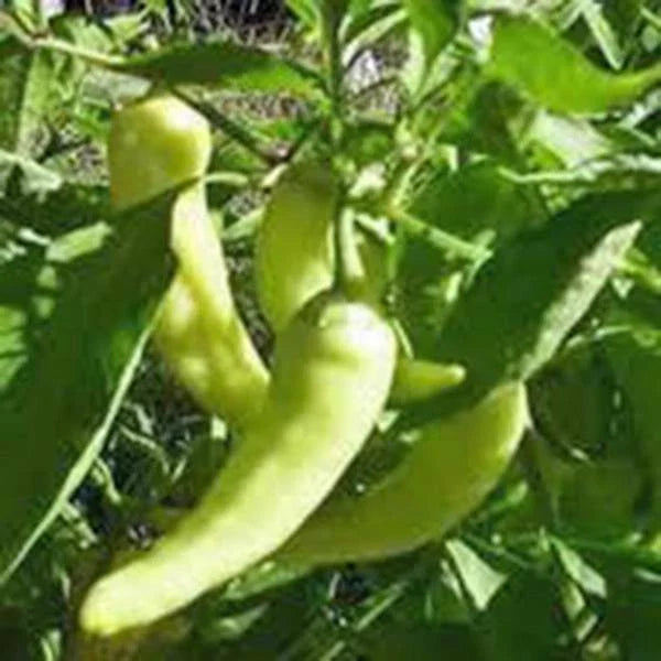 Sweet Banana Pepper Seeds, Heirloom, Non-GMO, 100 Seeds, Capsicum annuum, Ideal for Home Gardening and Culinary Use