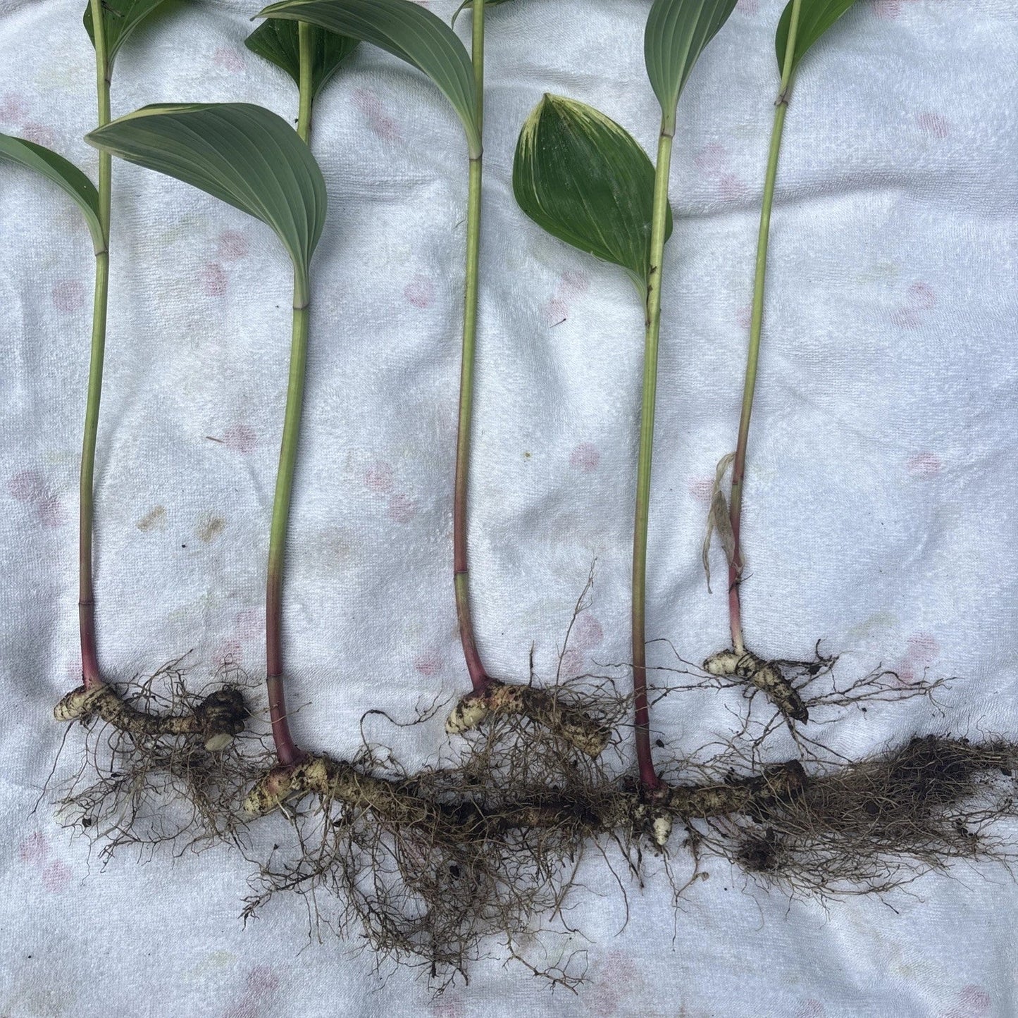 Variegated Leaf Solomon's Seal Live Plants - 5 Bare Root Rhizomes - Polygonatum biflorum