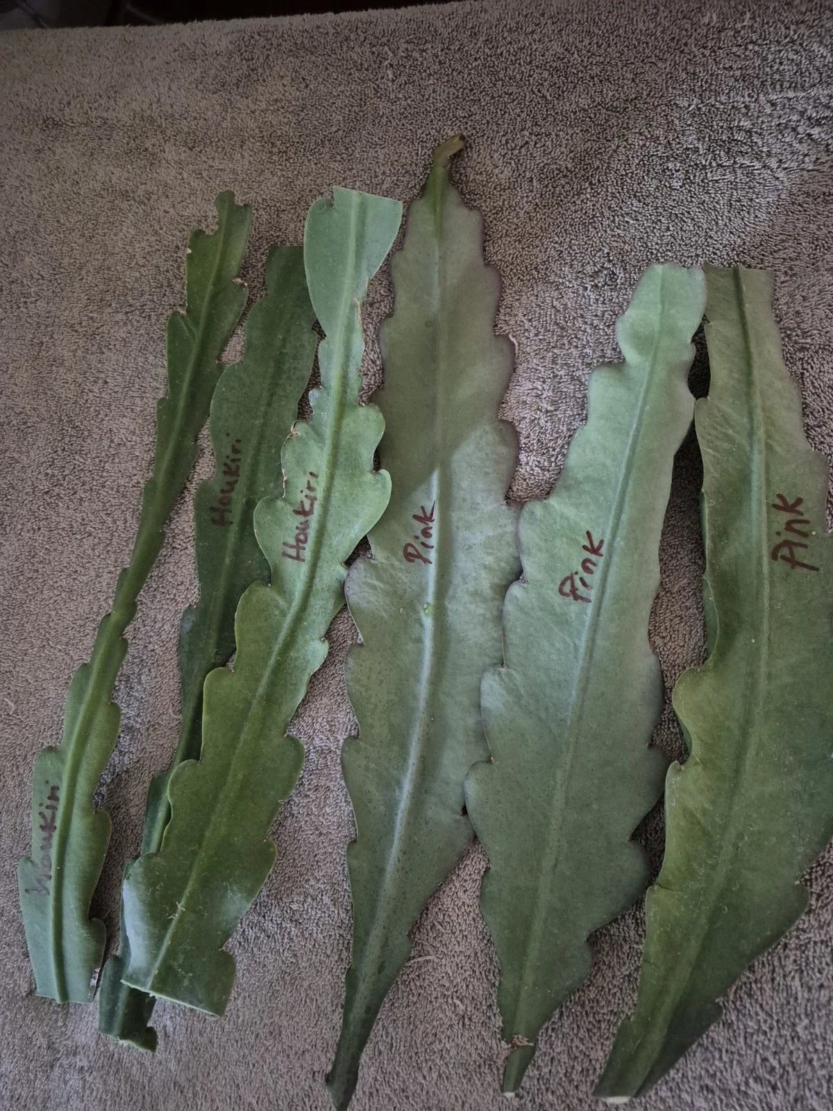 Epiphyllum Orchid Cactus Cuttings (6) Live Plant White and Pink Crenatus - Unique Succulent Garden Starter
