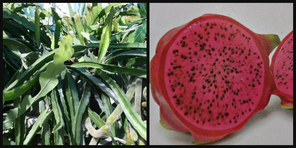 Dragon Fruit Cutting 8" Halley's Comet Red Flesh Pitahaya Hylocereus