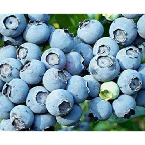 Lowbush Blueberry Seeds - 250+ Seeds - Vaccinium angustifolium - Non-GMO, Made in USA, Ships from Iowa