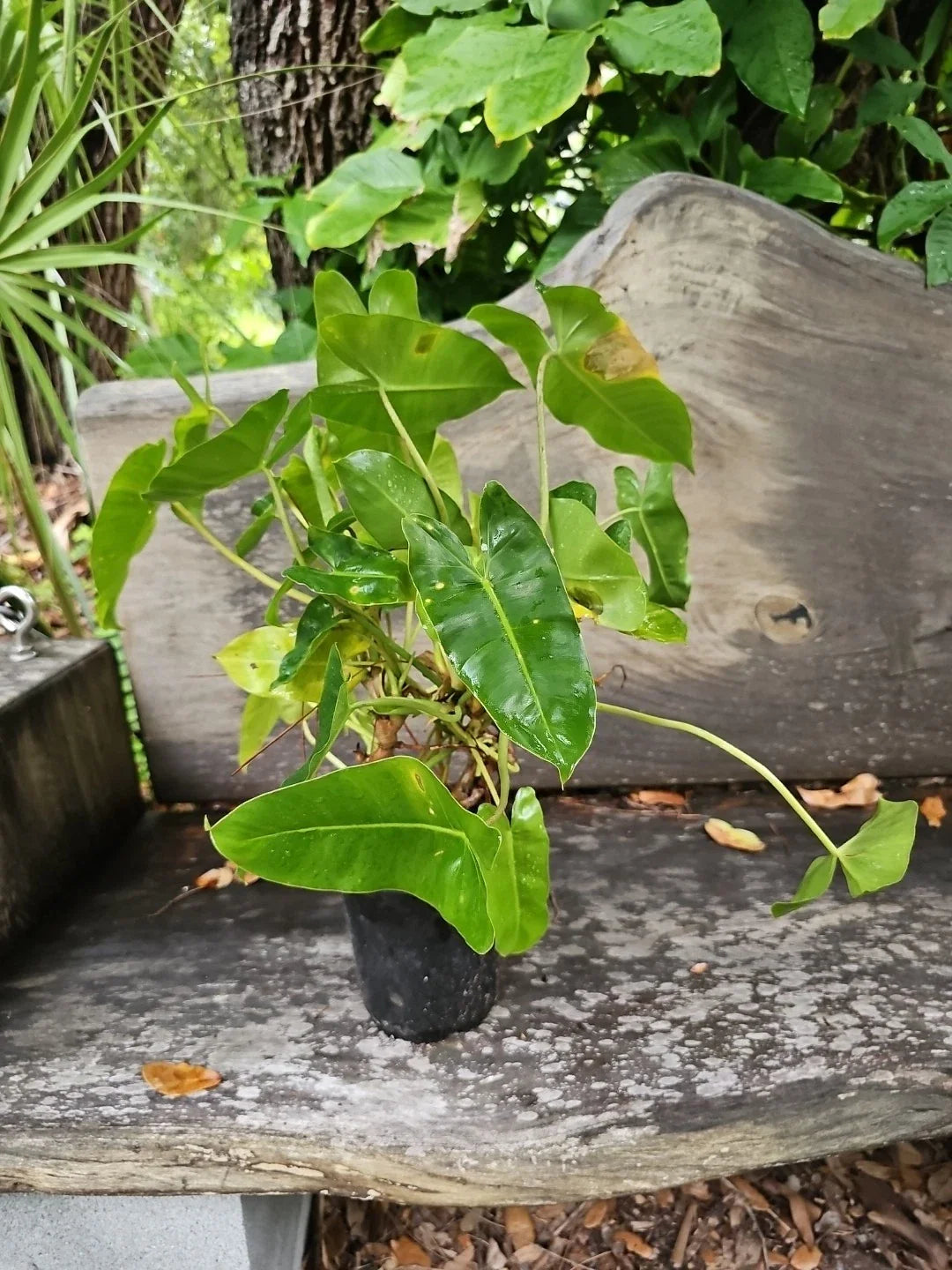 XL Philodendron Burle Marx Plant - Green Leaf - Rooted Multi Grow - Philodendron 'Burle Marx'