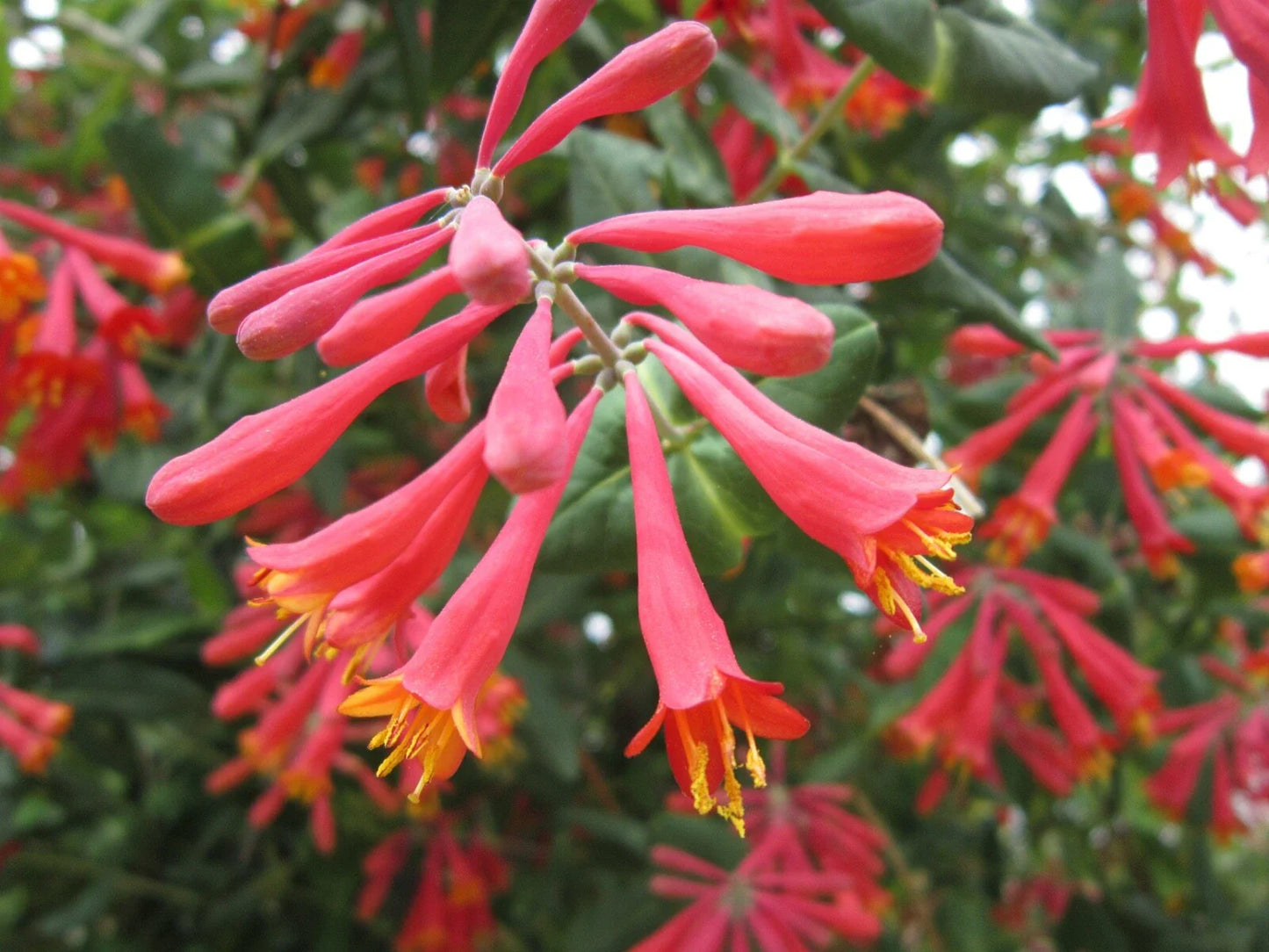 Lonicera sempervirens ‘Honey Coral’ – Native Coral Honeysuckle Vine, Live Starter Plant, Hummingbird Magnet, Hardy Perennial Climber